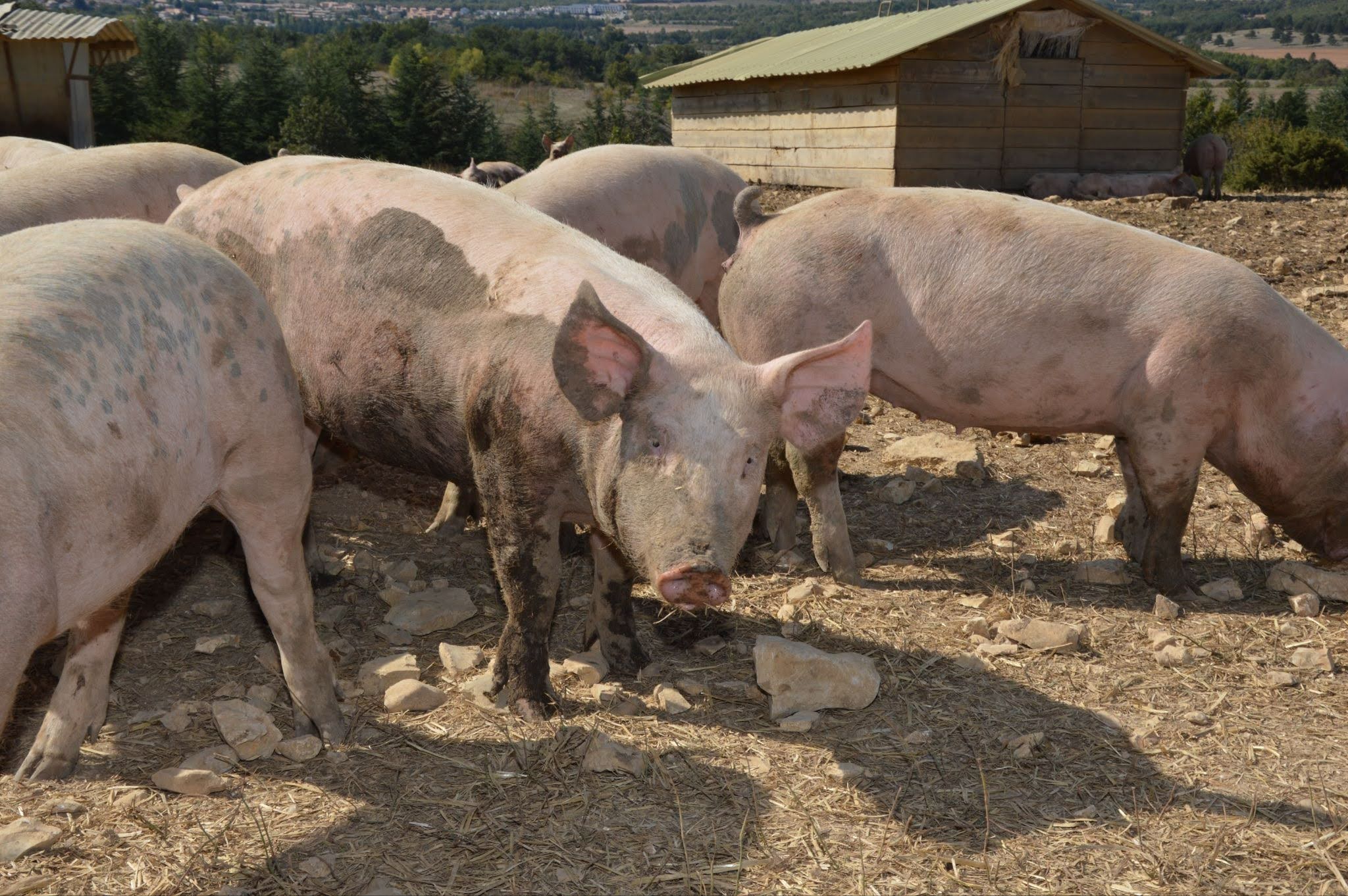 Pigs, farm