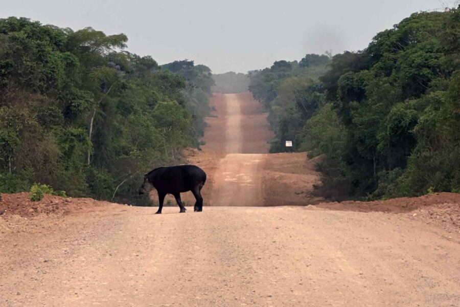 South American tapir, Mato Grosso, Brazil