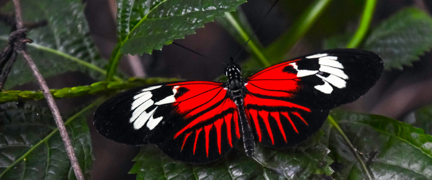 science, nature, biodiversity, Heliconius butterflies, extended lifespan, diet, aging insights