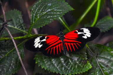 These Butterflies May Offer Insights Into Healthy Human Aging science, nature, biodiversity, Heliconius butterflies, extended lifespan, diet, aging insights