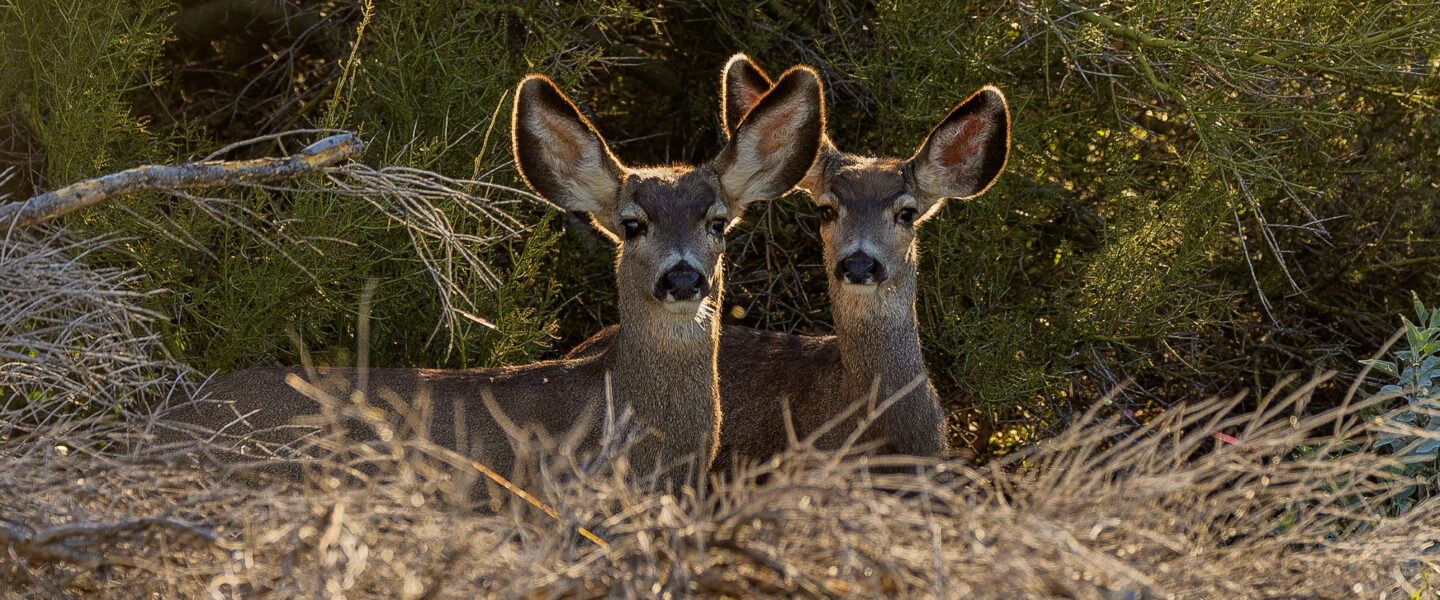 Science, biodiversity, wildlife preservation, California, animal bridge, mule deer, early crossings captured