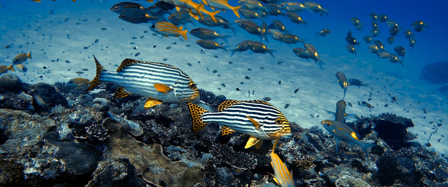 Science, nature, biodiversity, whales, Indian Ocean, ancient graveyard discovery, unknown species