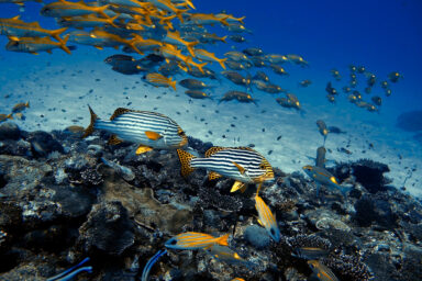 Science, nature, biodiversity, whales, Indian Ocean, ancient graveyard discovery, unknown species