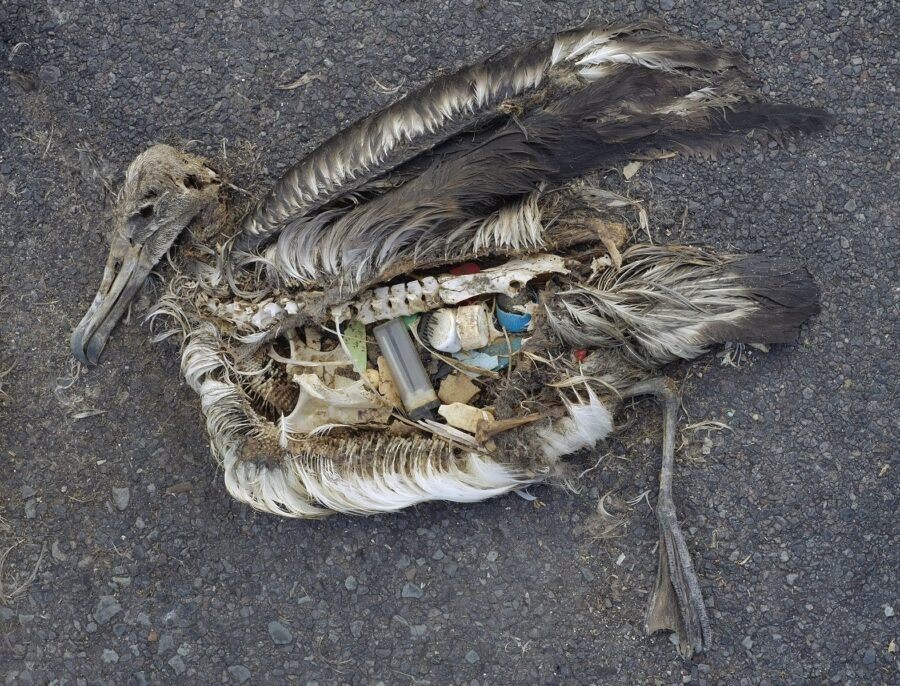 dead albatross, Midway Atoll Refuge