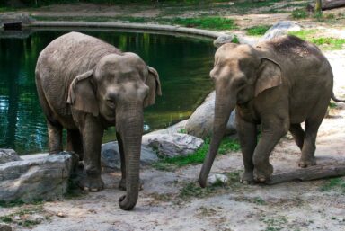 Bronx Zoo Eyes Tenn. Sanctuary for Patty, Its Last Remaining Elephant Science, nature, mammals, Bronx Zoo, last remaining elephant, Patty, future