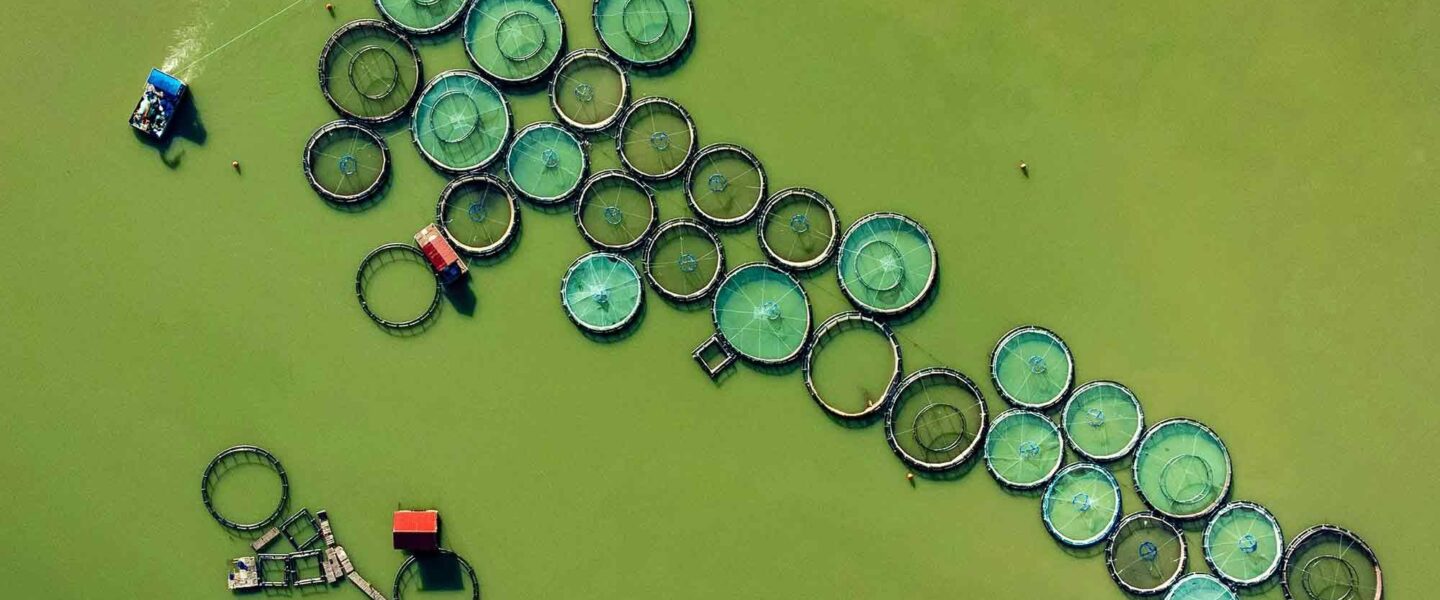 Polluted water, fish farm