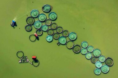 Polluted water, fish farm