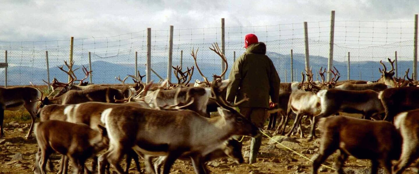 Sámi, reindeer herder, Sweden