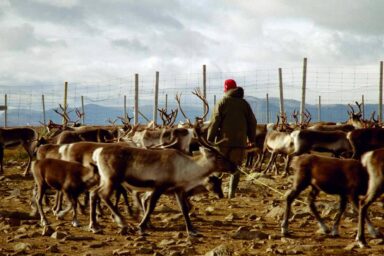 As Climate Change Threatens Lands, Indigenous Nations Demand More Power at UN Sámi, reindeer herder, Sweden