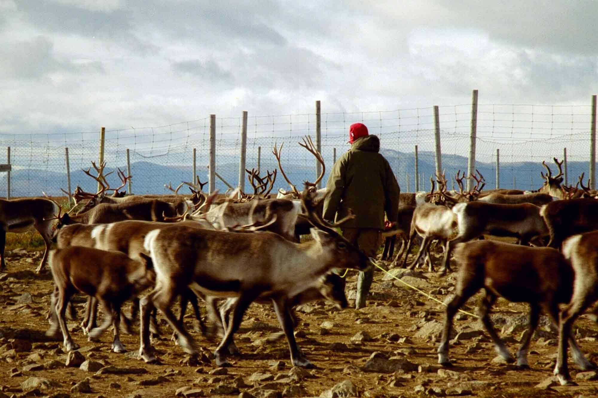 Sámi, reindeer herder, Sweden