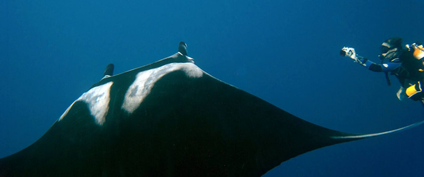 science, biodiversity, oceans, endangered species, giant manta ray, reproduction study