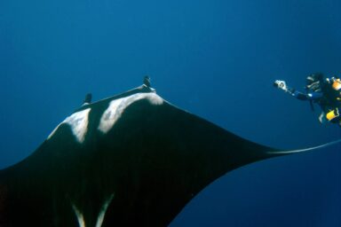 How To Tell If an Endangered Giant Manta Is Pregnant: Give Her an Ultrasound science, biodiversity, oceans, endangered species, giant manta ray, reproduction study