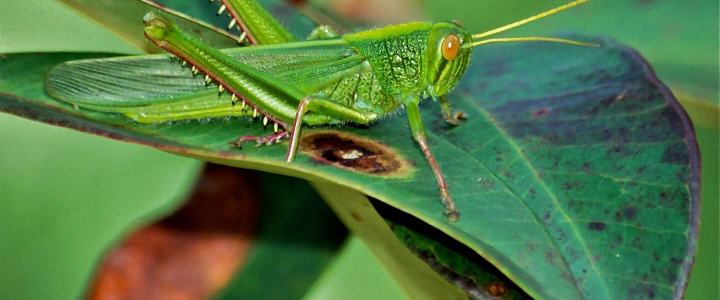 science, nature, biodiversity, conservation, insects, lawn mowing, research, online tool