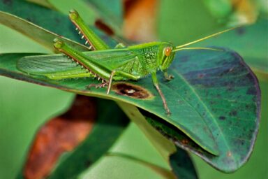 science, nature, biodiversity, conservation, insects, lawn mowing, research, online tool