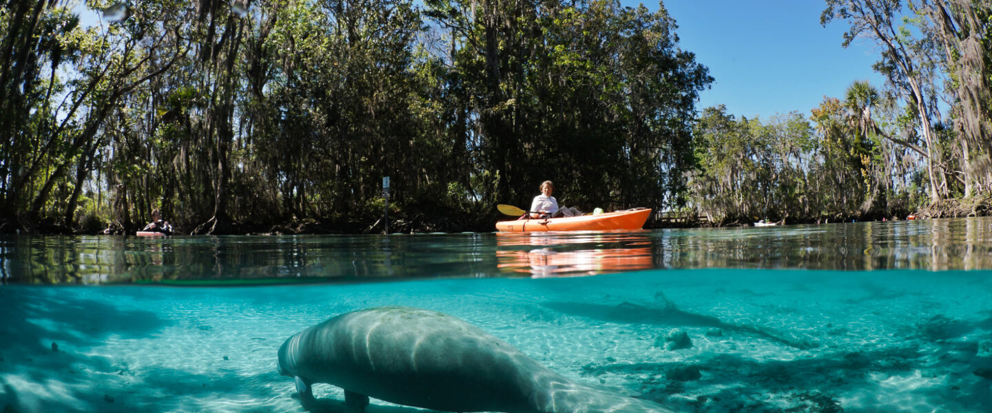 science, nature, wildlife conservation, endangered species, habitats, EPA, rule rollback, mining, logging