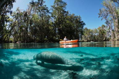 science, nature, wildlife conservation, endangered species, habitats, EPA, rule rollback, mining, logging