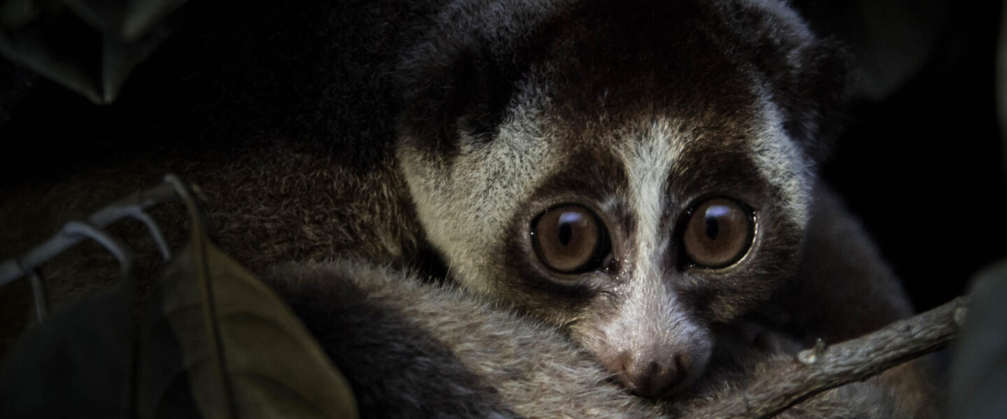 science, nature, biodiversity, endangered species, net gain, habitats, offsetting, new study