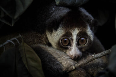 New Study Defines Conditions for Long-Term Biodiversity Net Gain science, nature, biodiversity, endangered species, net gain, habitats, offsetting, new study