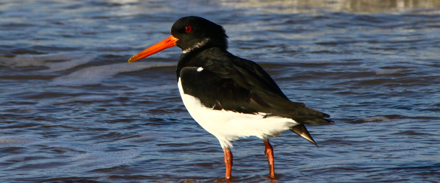 science, nature, biodiversity, conservation, American oystercatchers, comeback