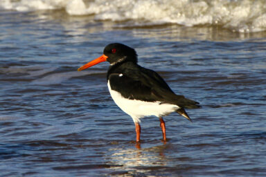 Oystercatchers, Known for Sharp Bills and Beady Eyes, Are Making a Comeback science, nature, biodiversity, conservation, American oystercatchers, comeback