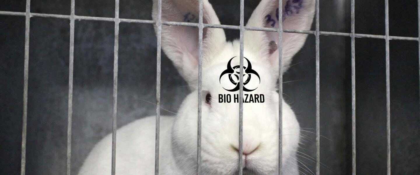 Rabbit, testing, bio hazard