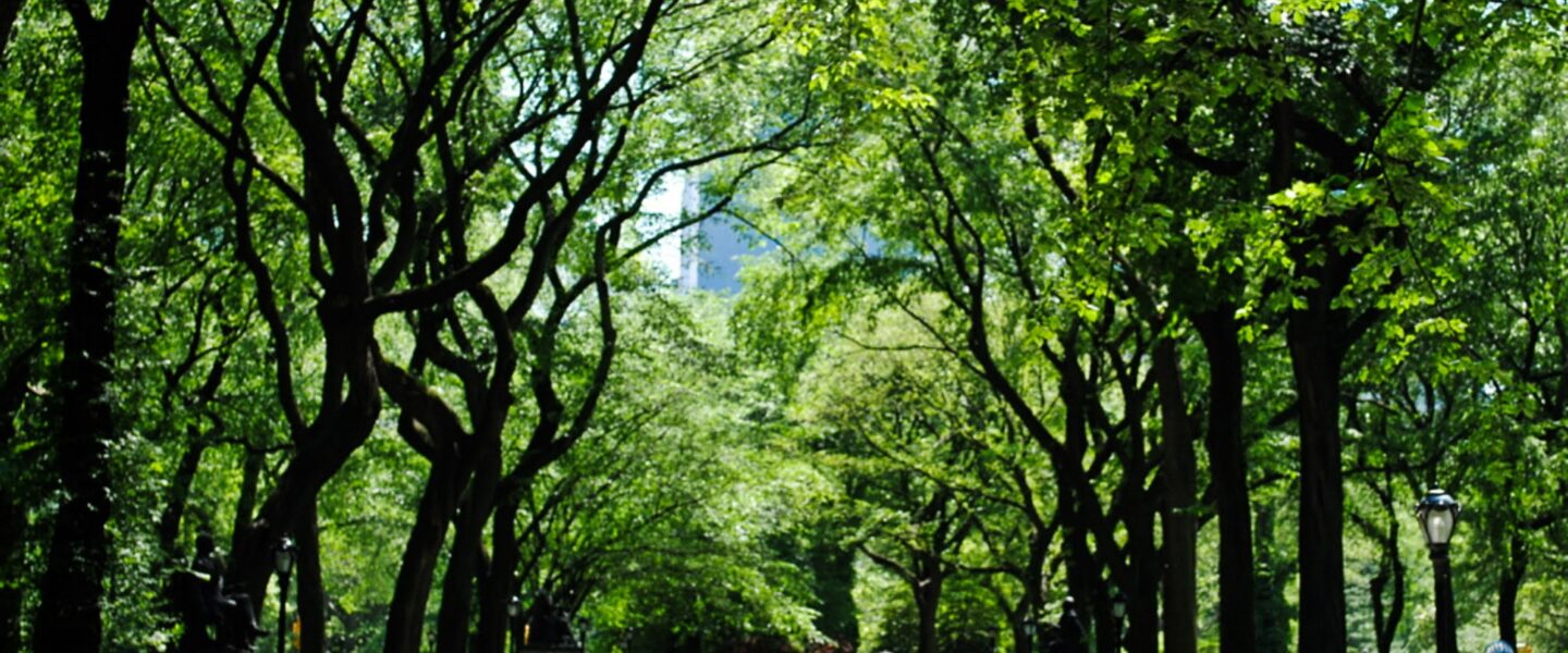 science, botany, conservation, trees, Dutch Elm disease, boosting resistance