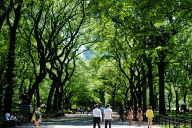 Disease That Decimated American Elms May Help Bring Them Back science, botany, conservation, trees, Dutch Elm disease, boosting resistance