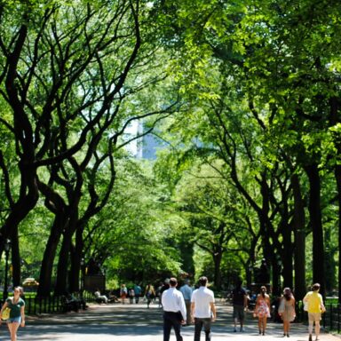 science, botany, conservation, trees, Dutch Elm disease, boosting resistance
