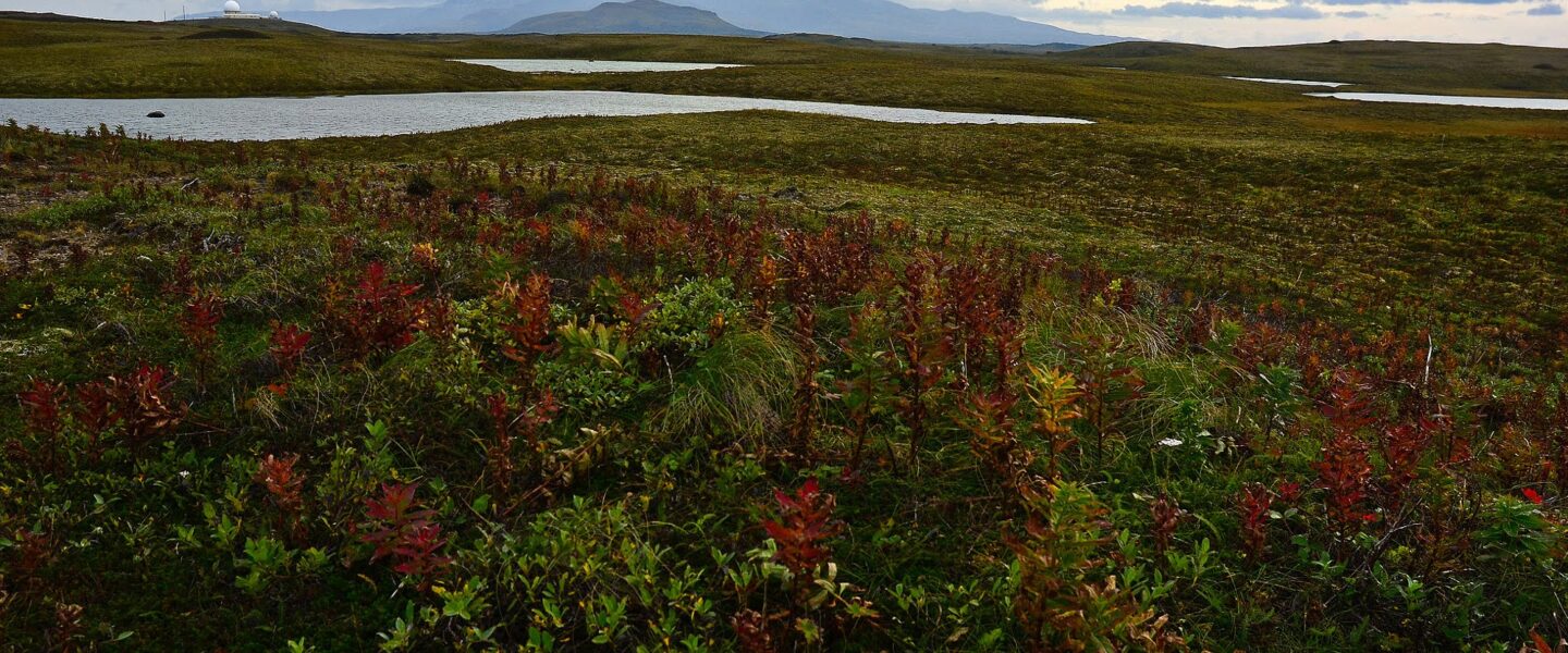 Science, biodiversity, wildlife conservation, Alaskan wildlife refuge, court decision, road construction blocked