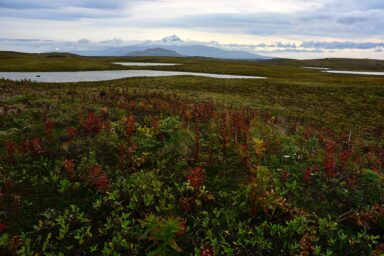 Science, biodiversity, wildlife conservation, Alaskan wildlife refuge, court decision, road construction blocked
