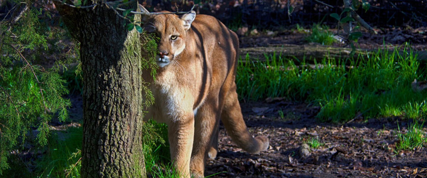 nature, biodiversity, U.S. West, ecosystems, mountain lions, deer-vehicle crash decline, new study