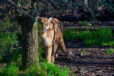California Study Finds Mountain Lions Cut Deer-Vehicle Crashes by 67% nature, biodiversity, U.S. West, ecosystems, mountain lions, deer-vehicle crash decline, new study