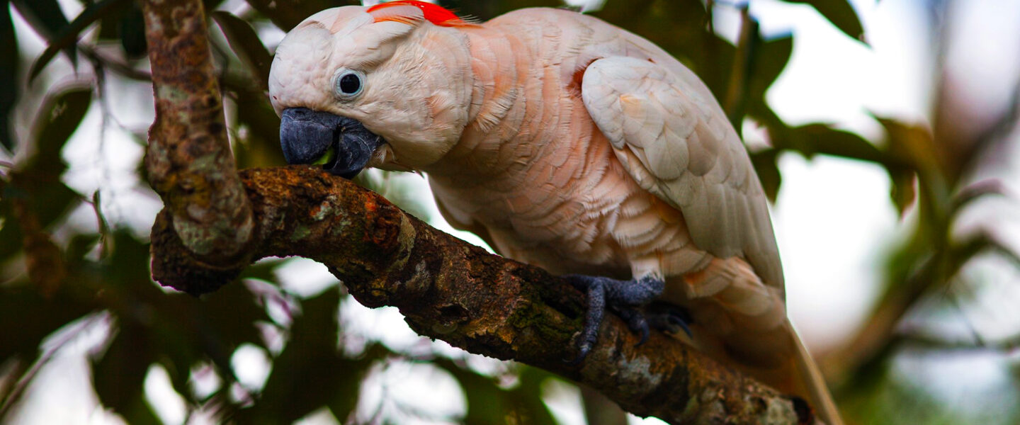 cience, biodiversity, wildlife conservation, endangered species, Indonesia, salmon-crested cockatoo
