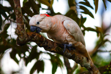 Indigenous-led Conservation Helps Save Endangered Cockatoo cience, biodiversity, wildlife conservation, endangered species, Indonesia, salmon-crested cockatoo