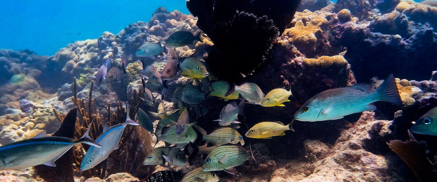 Science, environment, oceans, marine life, protection, Florida, coastal corridor initiative