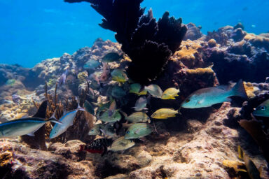Can Florida’s Coastal Corridor Project Safeguard Wildlife and Boost Economy? Science, environment, oceans, marine life, protection, Florida, coastal corridor initiative