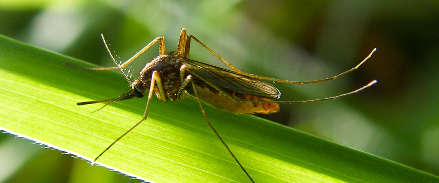 Science, health, West Nile virus, mosquitoes, NYC, confirmed case, safety precautions