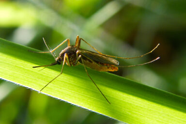 What You Need To Know About West Nile Virus Science, health, West Nile virus, mosquitoes, NYC, confirmed case, safety precautions