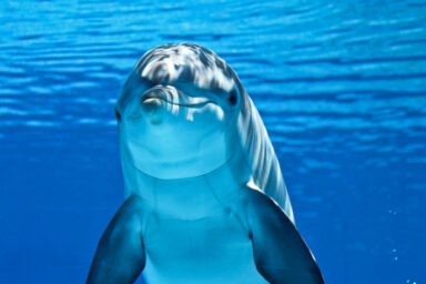 How Decoding Beluga Whales’ Sound May Save Them — and Teach Us About Ourselves climate crisis, biodiversity, conservation, warming oceans, whales, decoding sounds