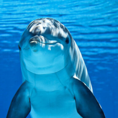 climate crisis, biodiversity, conservation, warming oceans, whales, decoding sounds