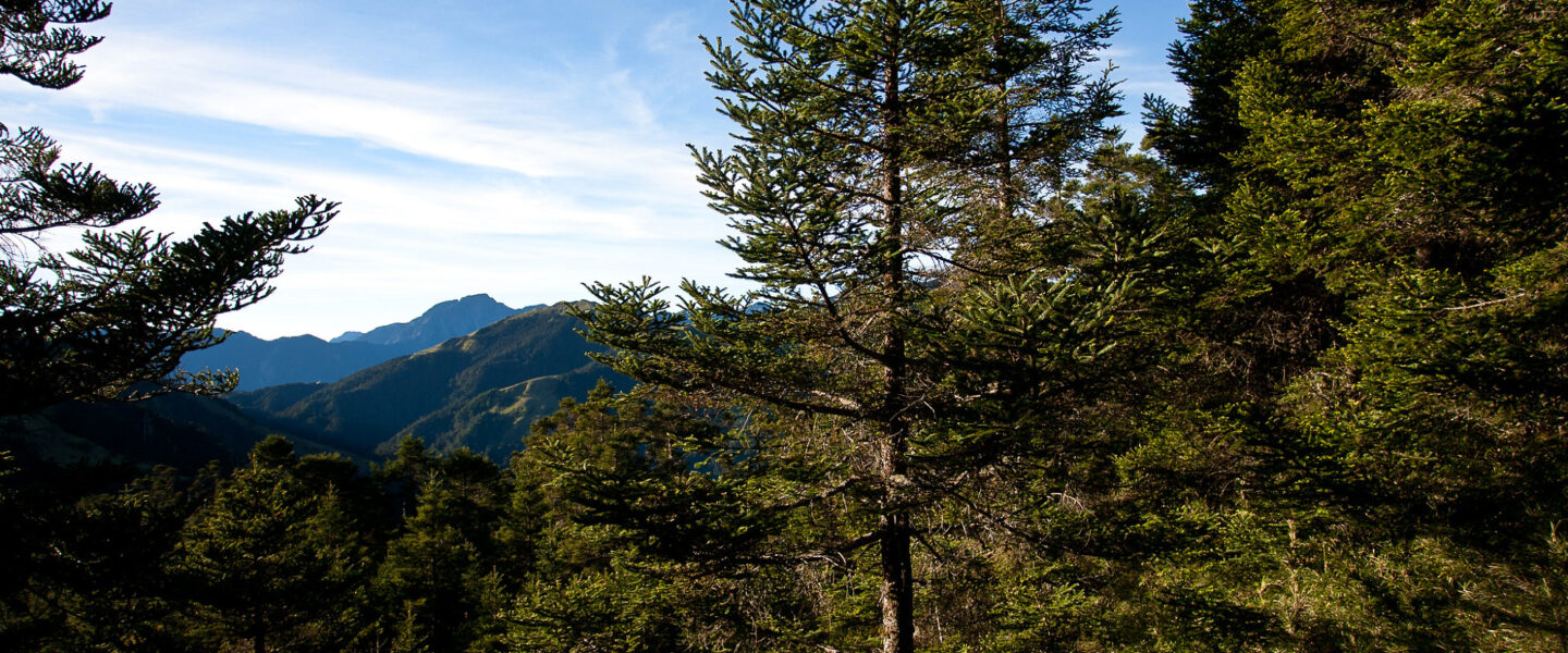 science, nature, carbon-rich ecosystems, discovery, ancient Taiwan forests, giant firs