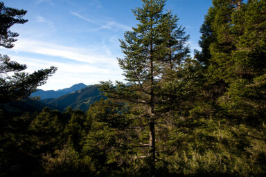 Scientists Looked for Giant Trees in Taiwan and Found a Lost World science, nature, carbon-rich ecosystems, discovery, ancient Taiwan forests, giant firs