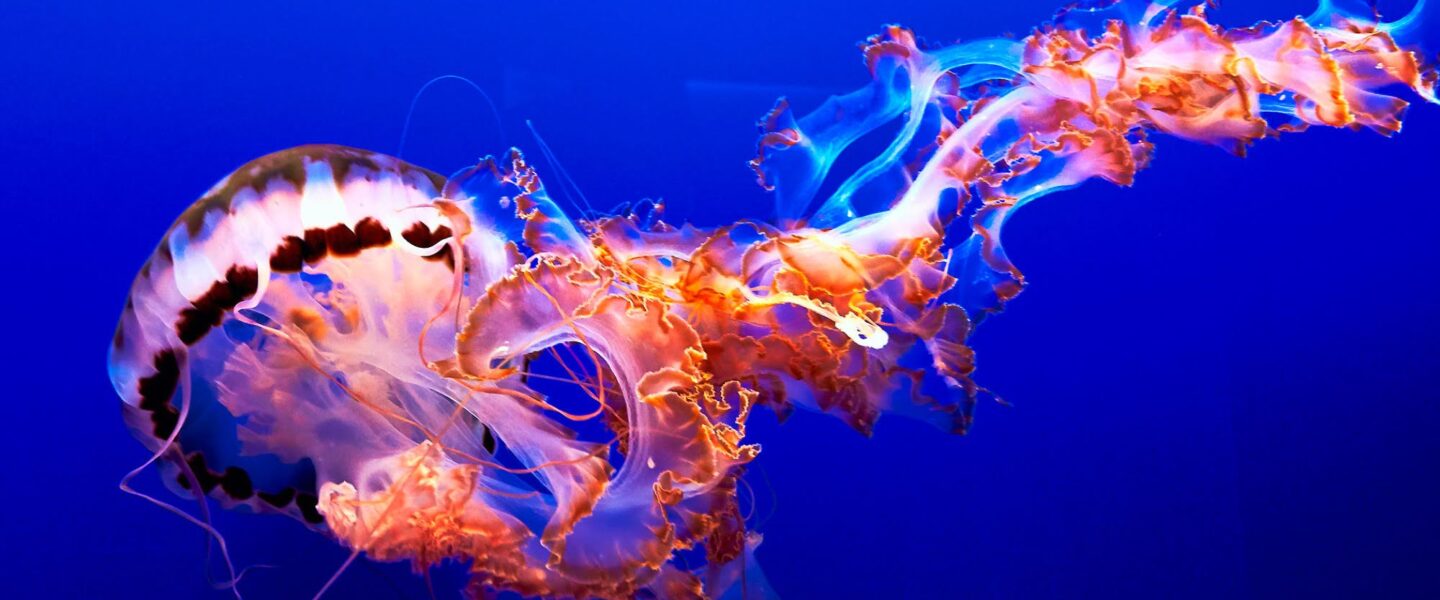 science, nature, biodiversity, marine life, jellyfish, mortality, unique ability