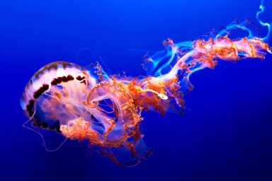‘When You Try To Kill It, It Doesn’t Die': Jellyfish That Cracked Immortality science, nature, biodiversity, marine life, jellyfish, mortality, unique ability